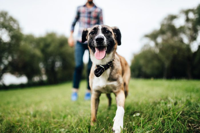 happy dog running toward the camera while playing outside with its owner - pets